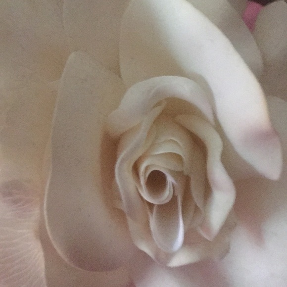 Meet your Posher, Robin - Picture 1 of 1